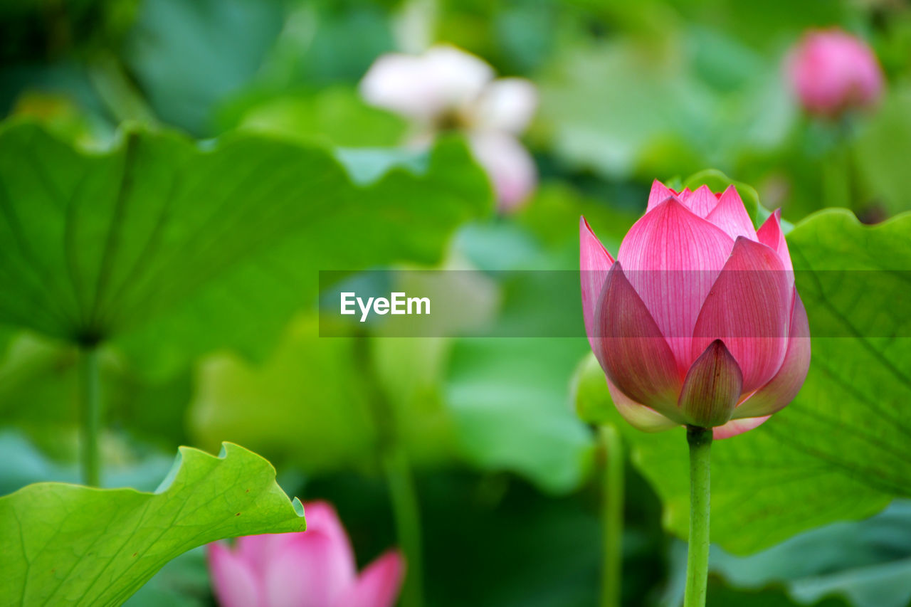 flower, plant, flowering plant, leaf, plant part, freshness, aquatic plant, beauty in nature, pink, proteales, water lily, close-up, nature, petal, lotus water lily, fragility, green, flower head, inflorescence, growth, no people, macro photography, lily, springtime, focus on foreground, outdoors, water, bud, pond, day, magenta, blossom, summer, plant stem, environment