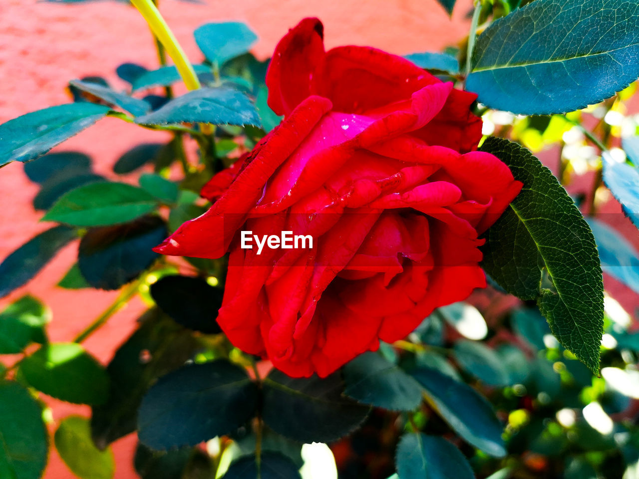 CLOSE-UP OF RED ROSE FLOWER