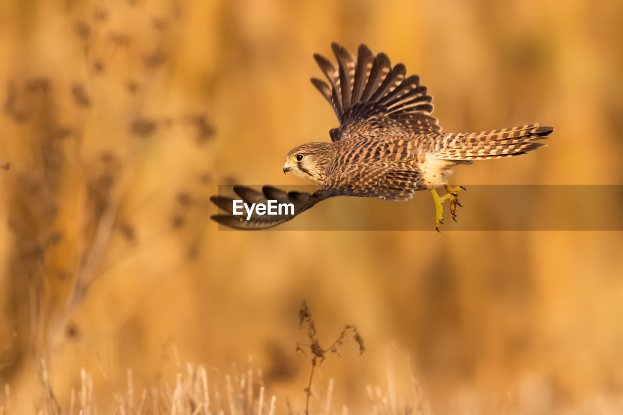 CLOSE-UP OF A BIRD