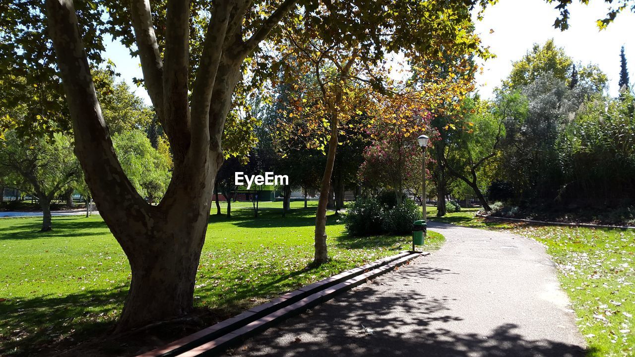 TREES GROWING IN PARK