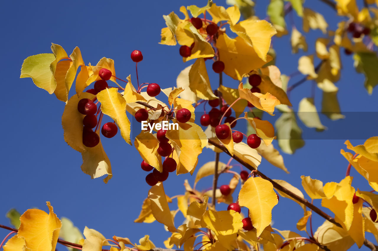 Low angle view of red fruits growing on tree in autumn