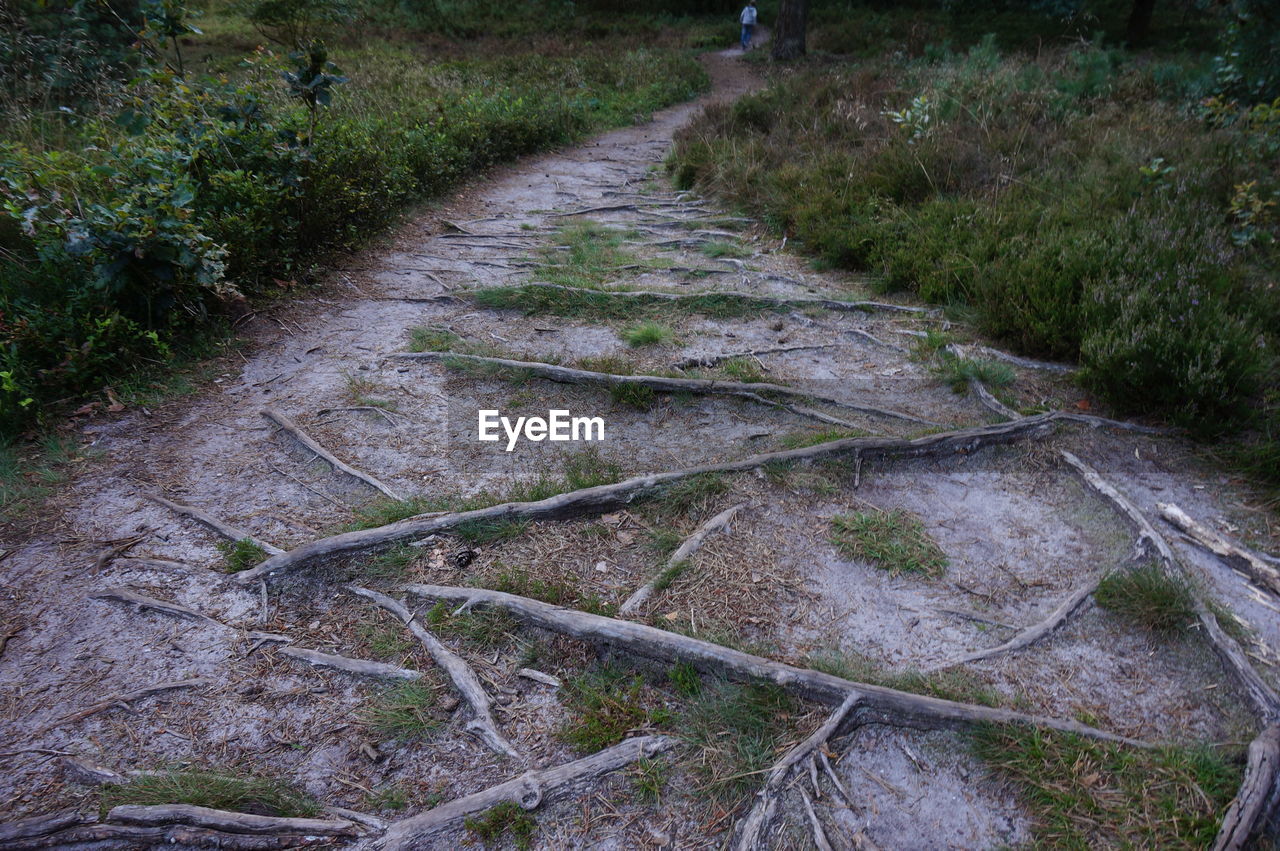 HIGH ANGLE VIEW OF TREES ON GRASS