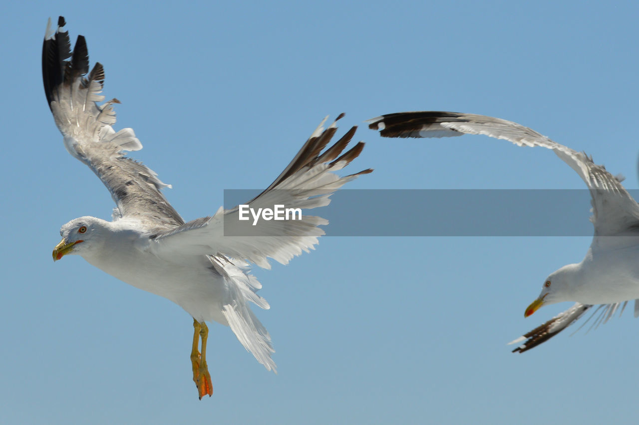 Low angle view of seagulls flying in sky