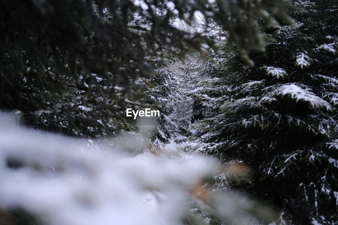 Close-up of frozen forest