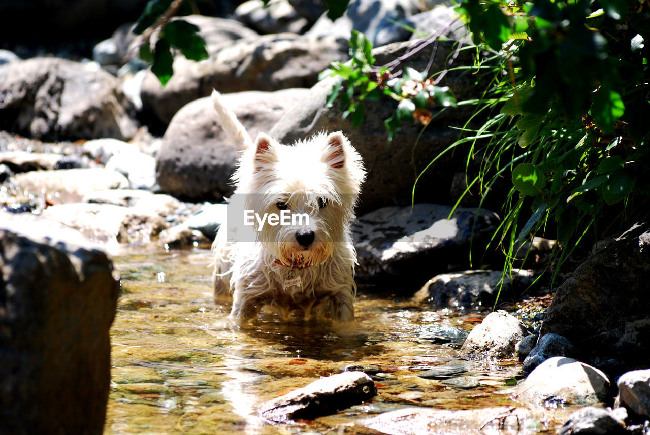 VIEW OF DOGS ON ROCKS