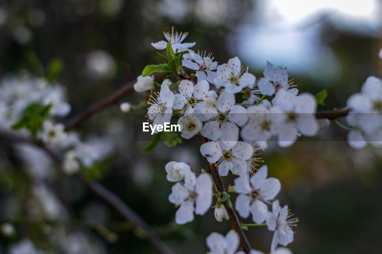 CLOSE-UP OF CHERRY BLOSSOM