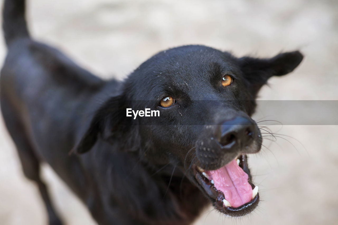 CLOSE-UP OF BLACK DOG LOOKING AWAY