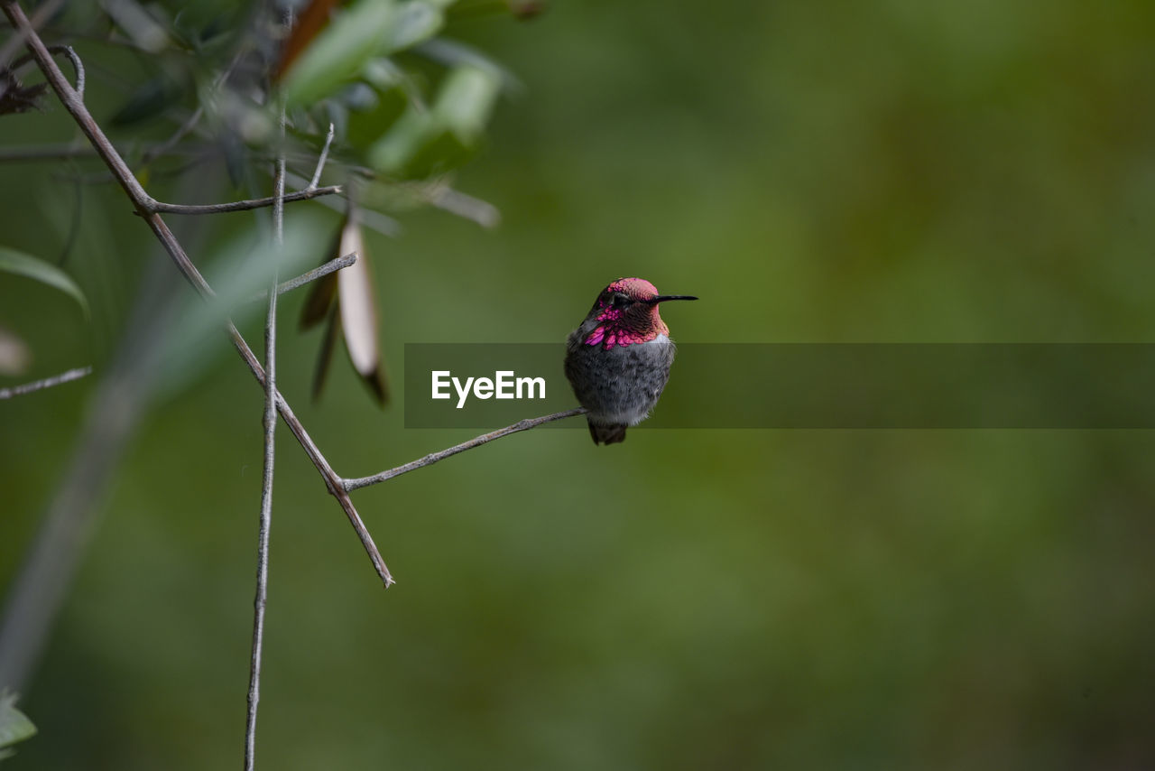 One male annas hummingbird perched on a thin twig in early evening.