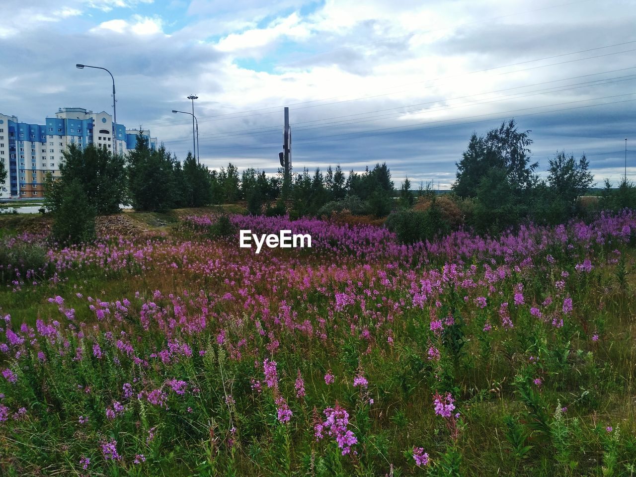 PURPLE FLOWERS GROWING ON FIELD