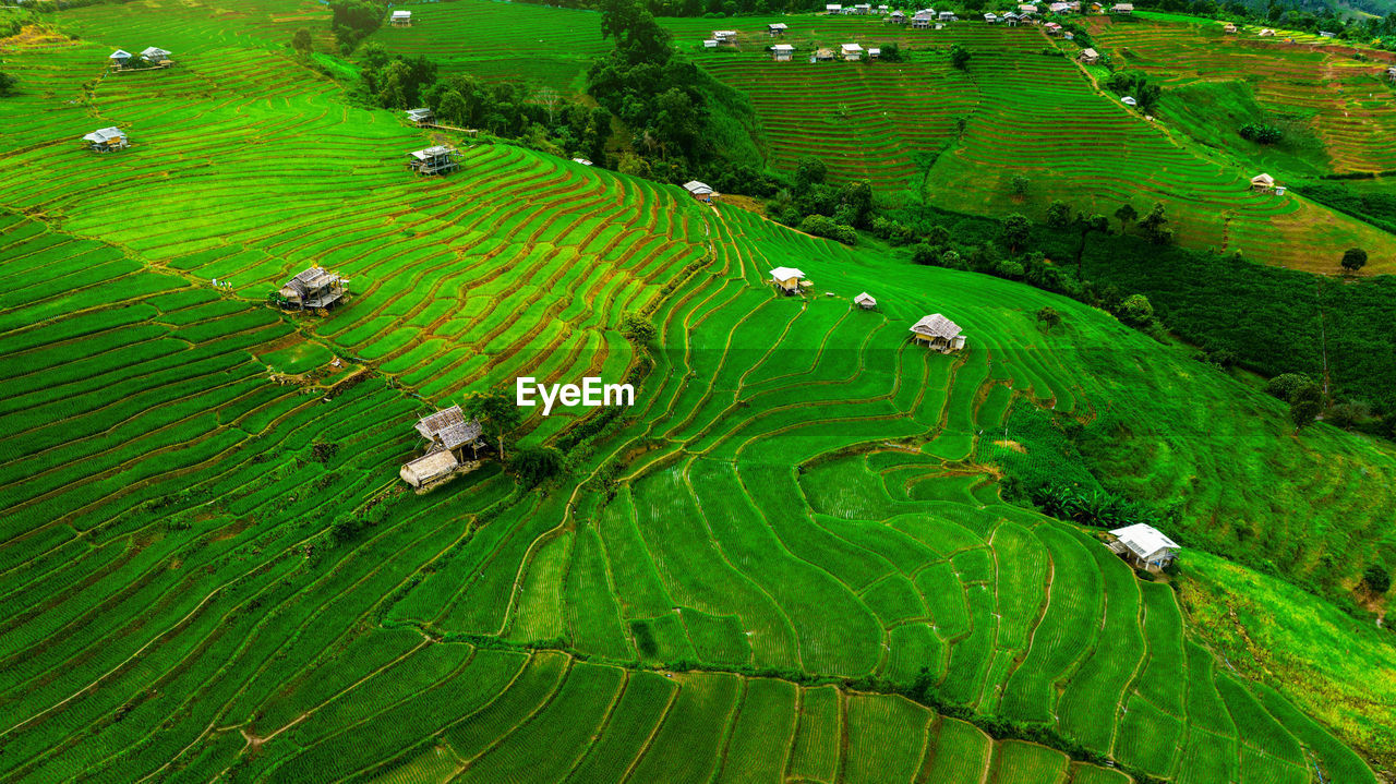 high angle view of plants growing on field