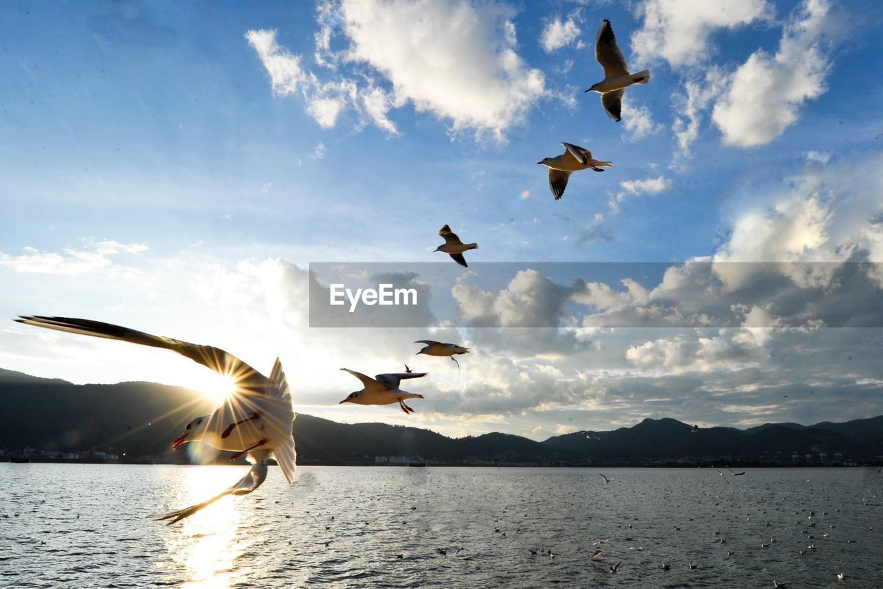 Seagulls flying over sea against cloudy sky