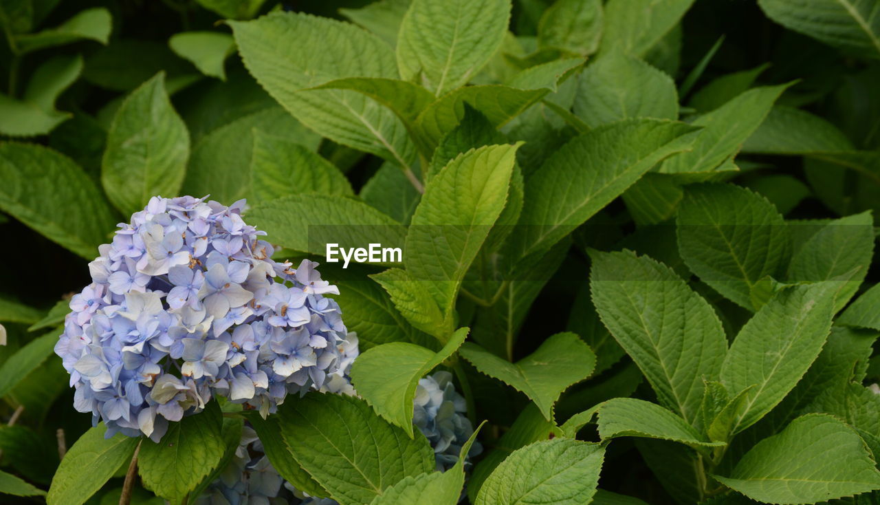 CLOSE-UP OF PURPLE FLOWERS BLOOMING