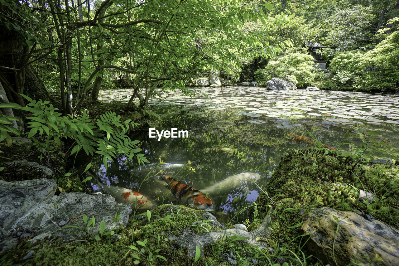 STREAM PASSING THROUGH FOREST