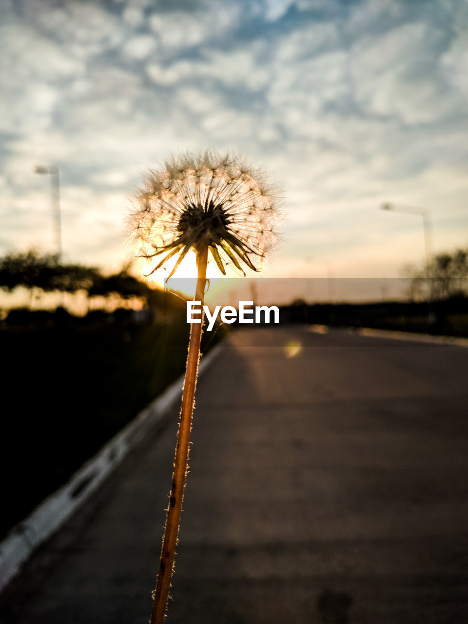CLOSE-UP OF DANDELION FLOWER AGAINST SKY