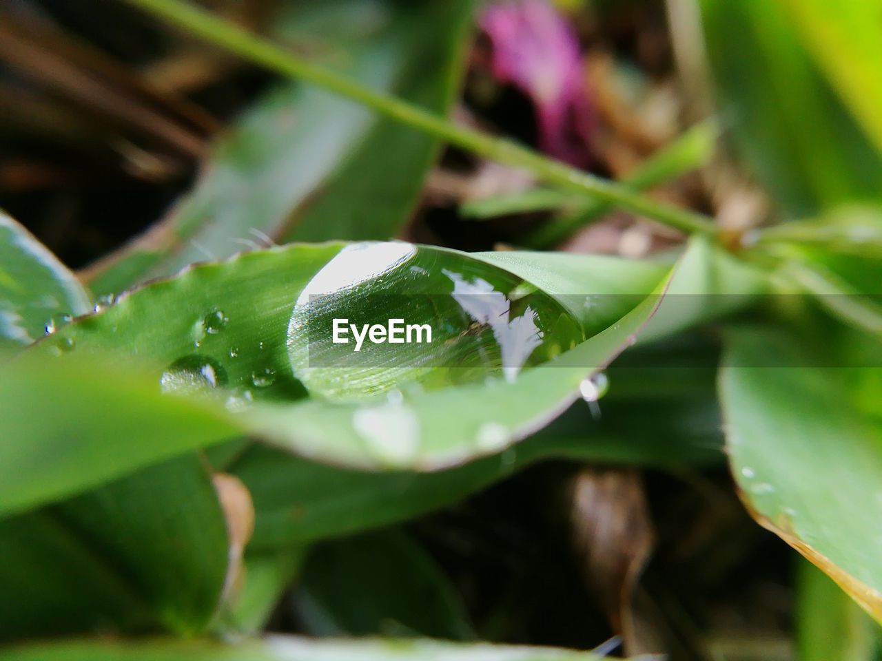 CLOSE-UP OF WATER DROPS ON LEAVES