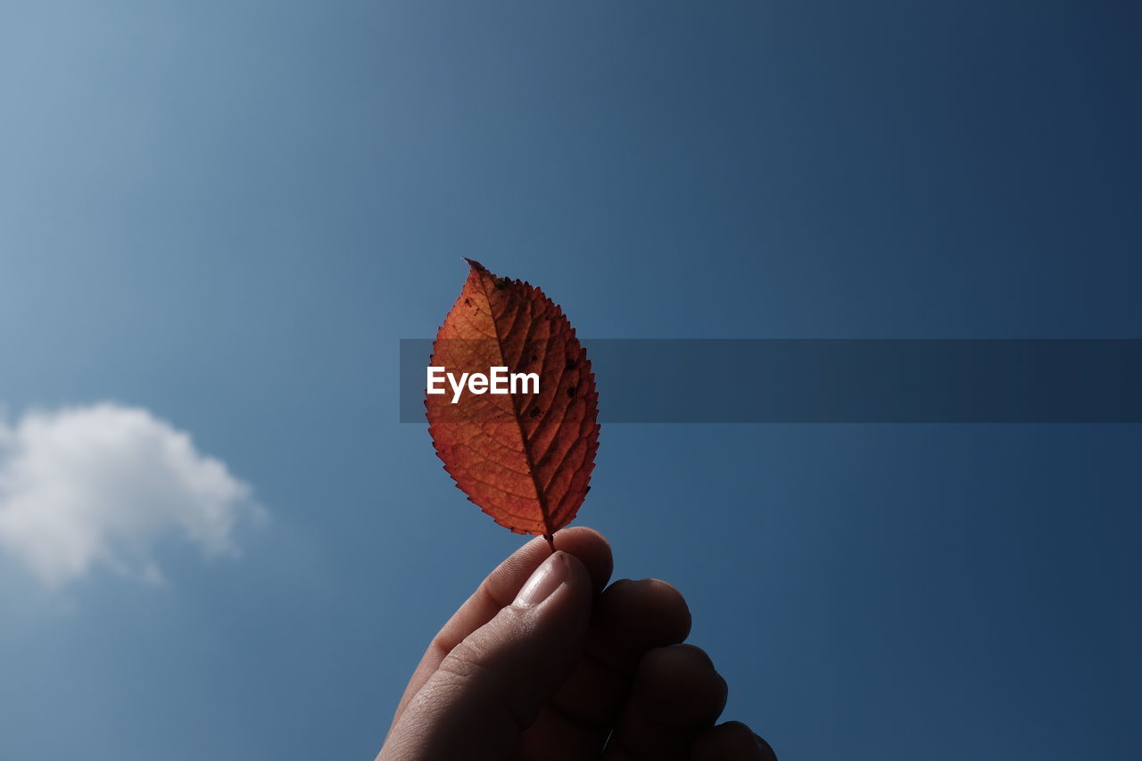 Cropped hand holding autumn leaf against blue sky