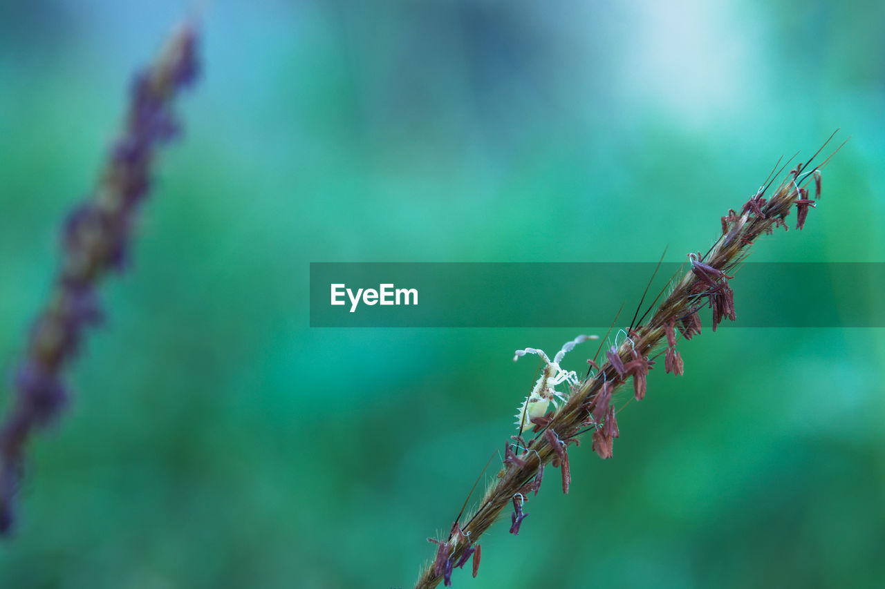 Close-up of insect on plant