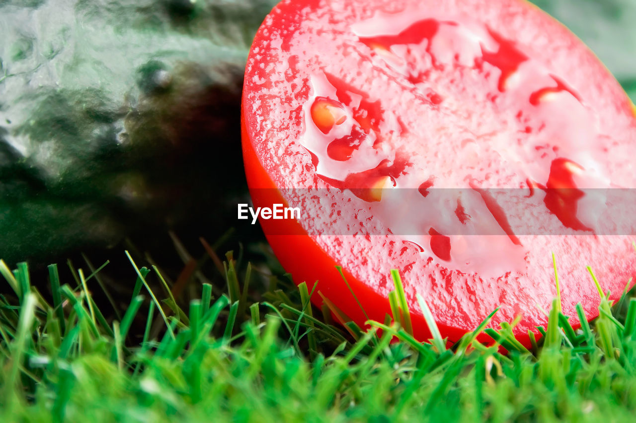 Close up of half tomato with cucumber at the bottom