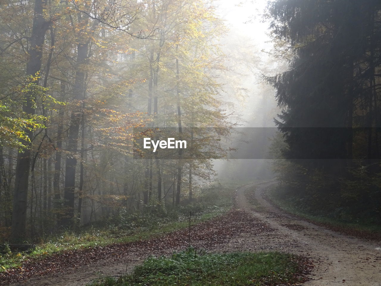 Dirt road amidst trees in forest