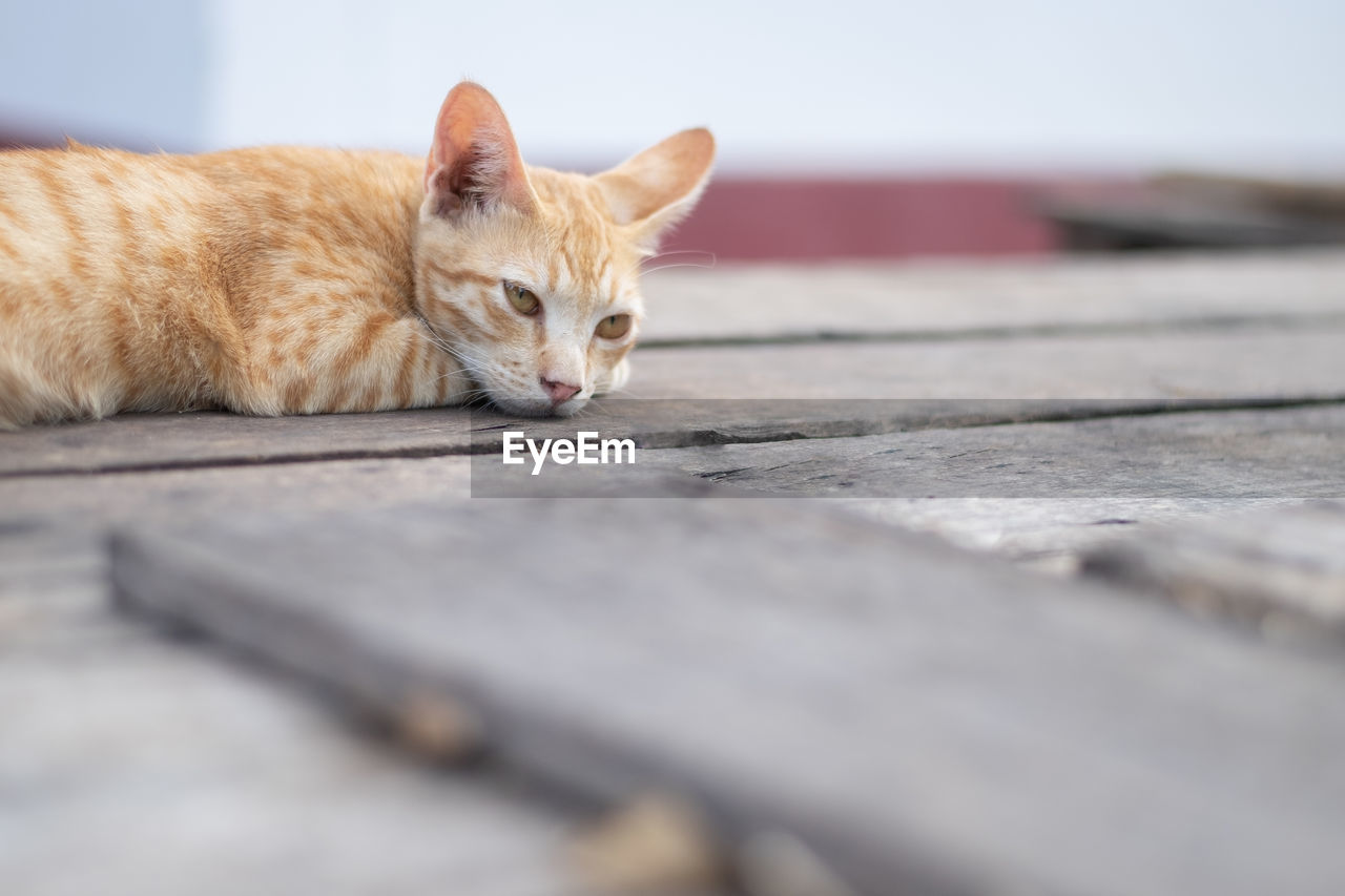 Close-up of a cat lying on floor