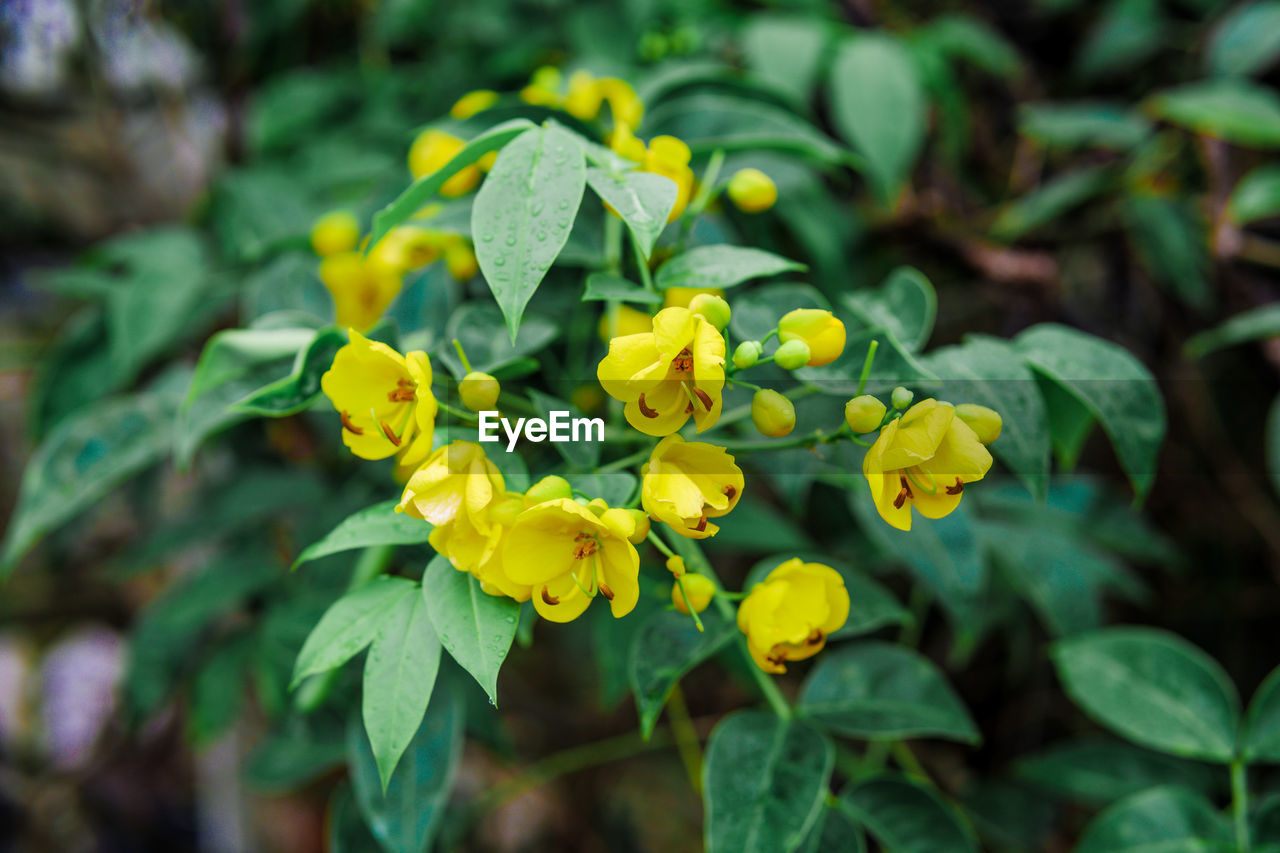 CLOSE-UP OF YELLOW FLOWERING PLANT AGAINST BLURRED BACKGROUND
