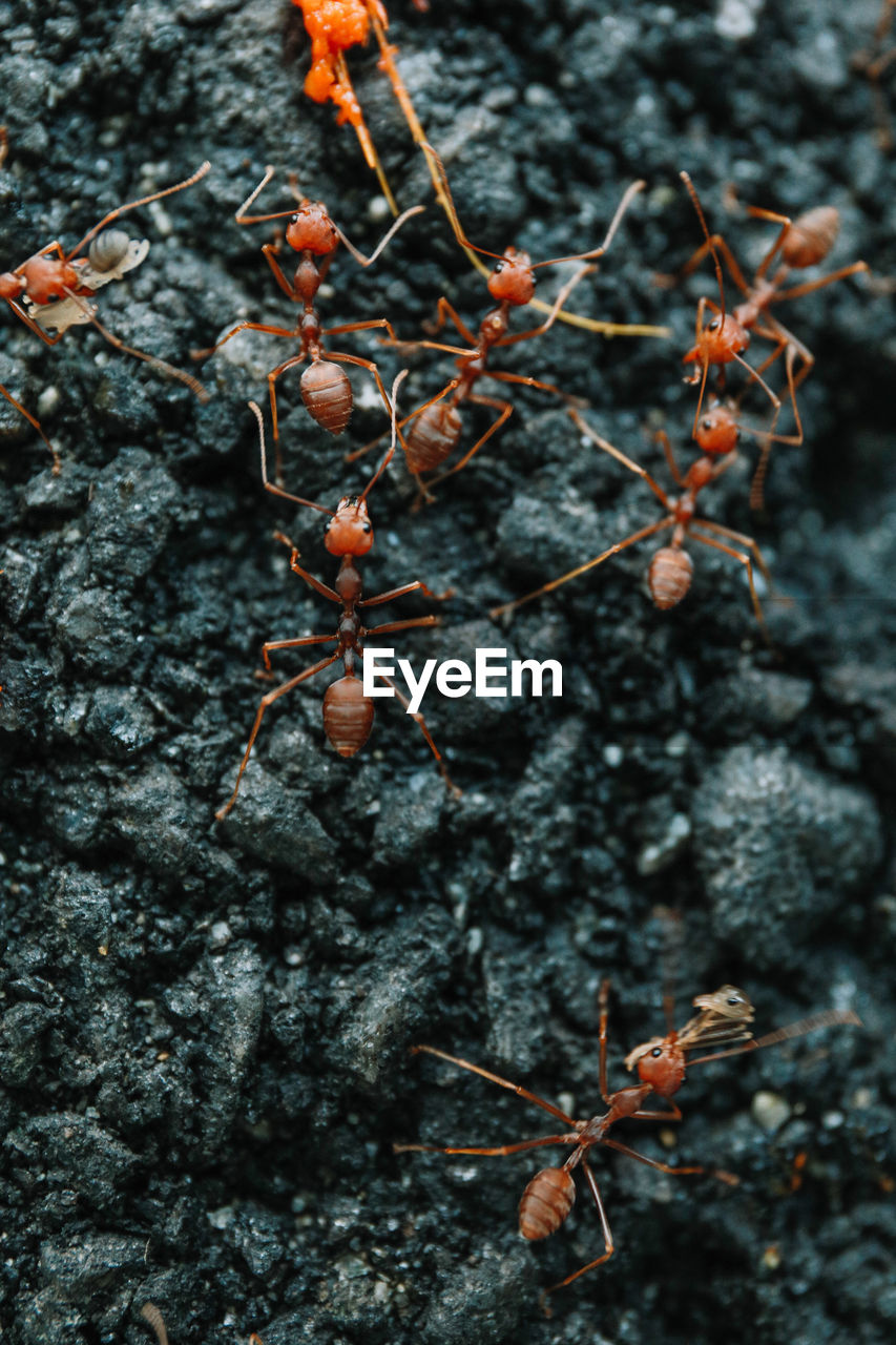 CLOSE-UP OF ANTS ON LEAVES