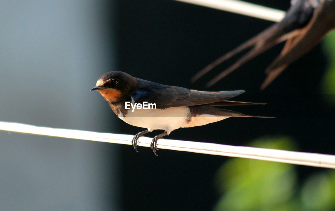 Swallow perching on railing