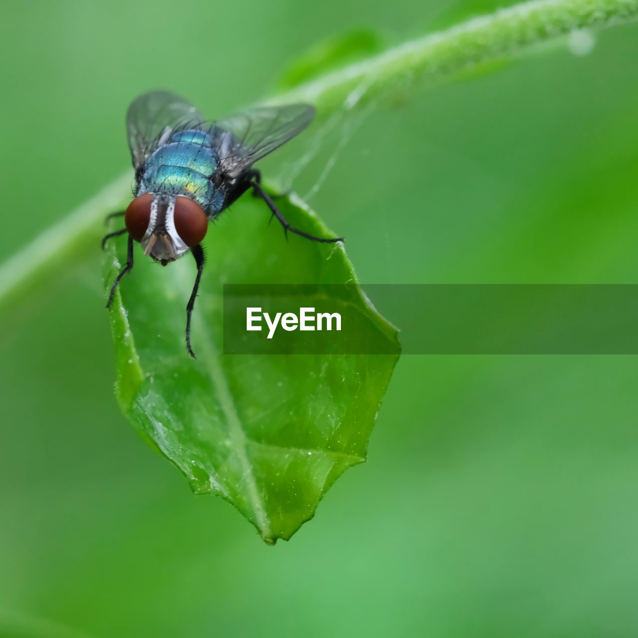 CLOSE-UP OF HOUSEFLY ON LEAF