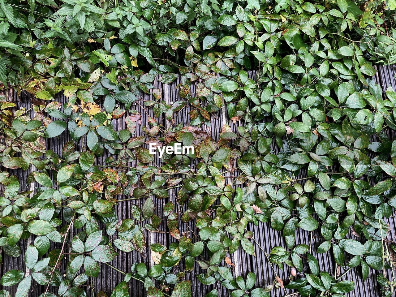 FULL FRAME SHOT OF IVY GROWING ON FIELD