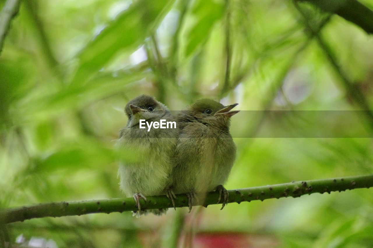 Close-up of birds perching on stem