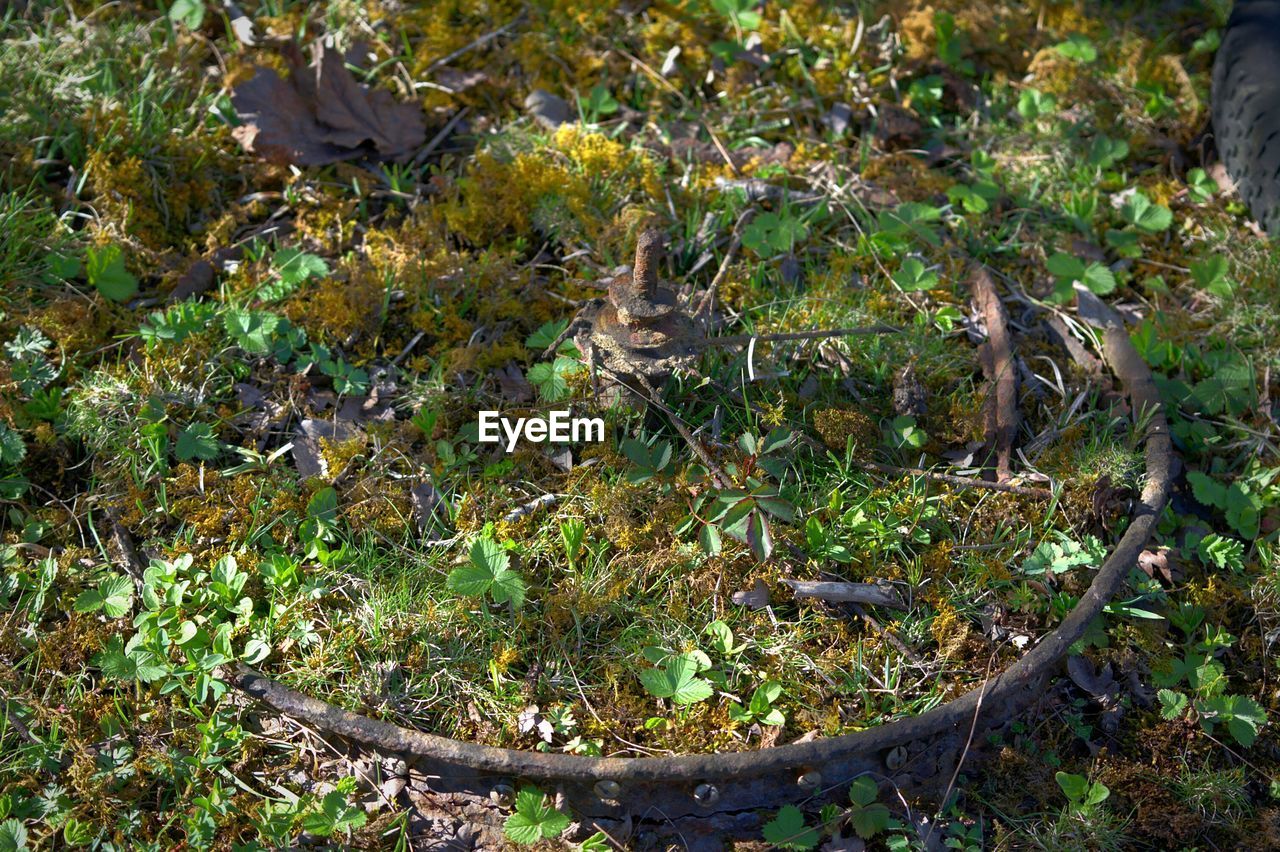 TREES GROWING IN PARK