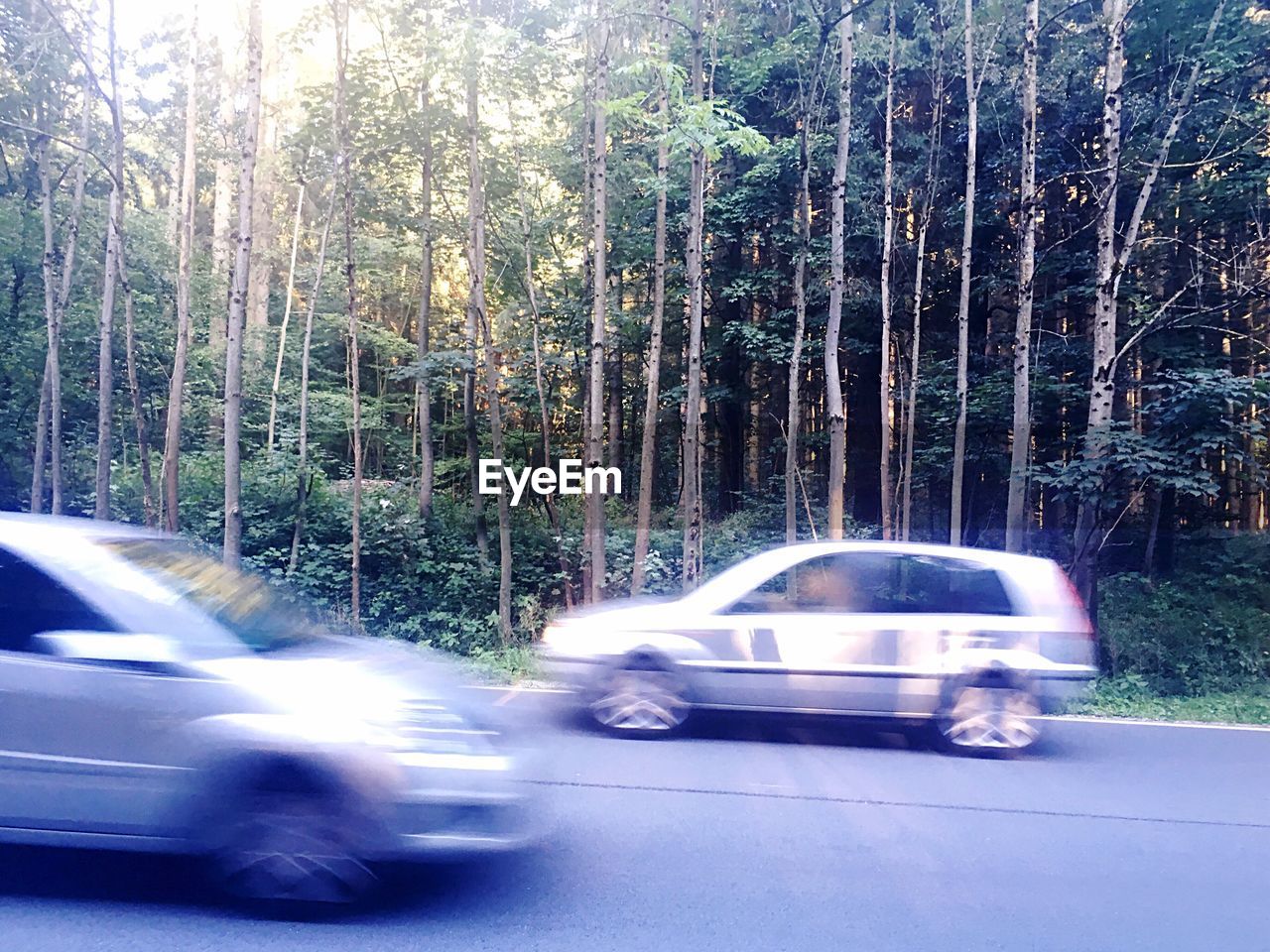 ROAD PASSING THROUGH TREES IN FOREST