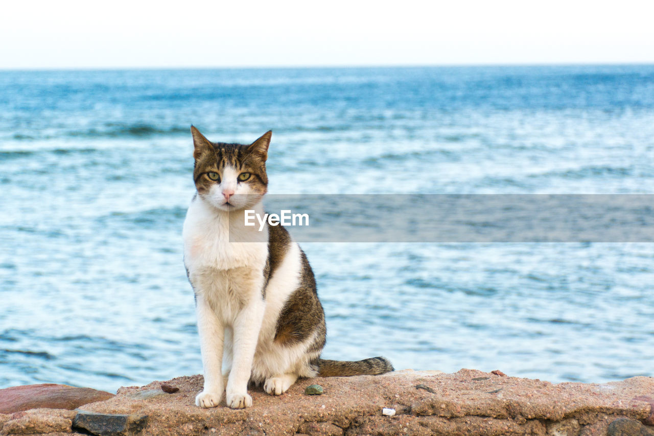 VIEW OF A CAT SITTING ON ROCK