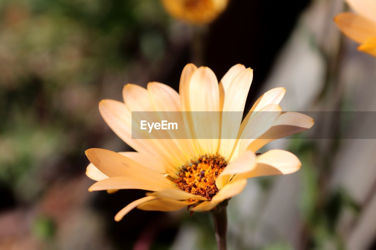 Close-up of flower against blurred background