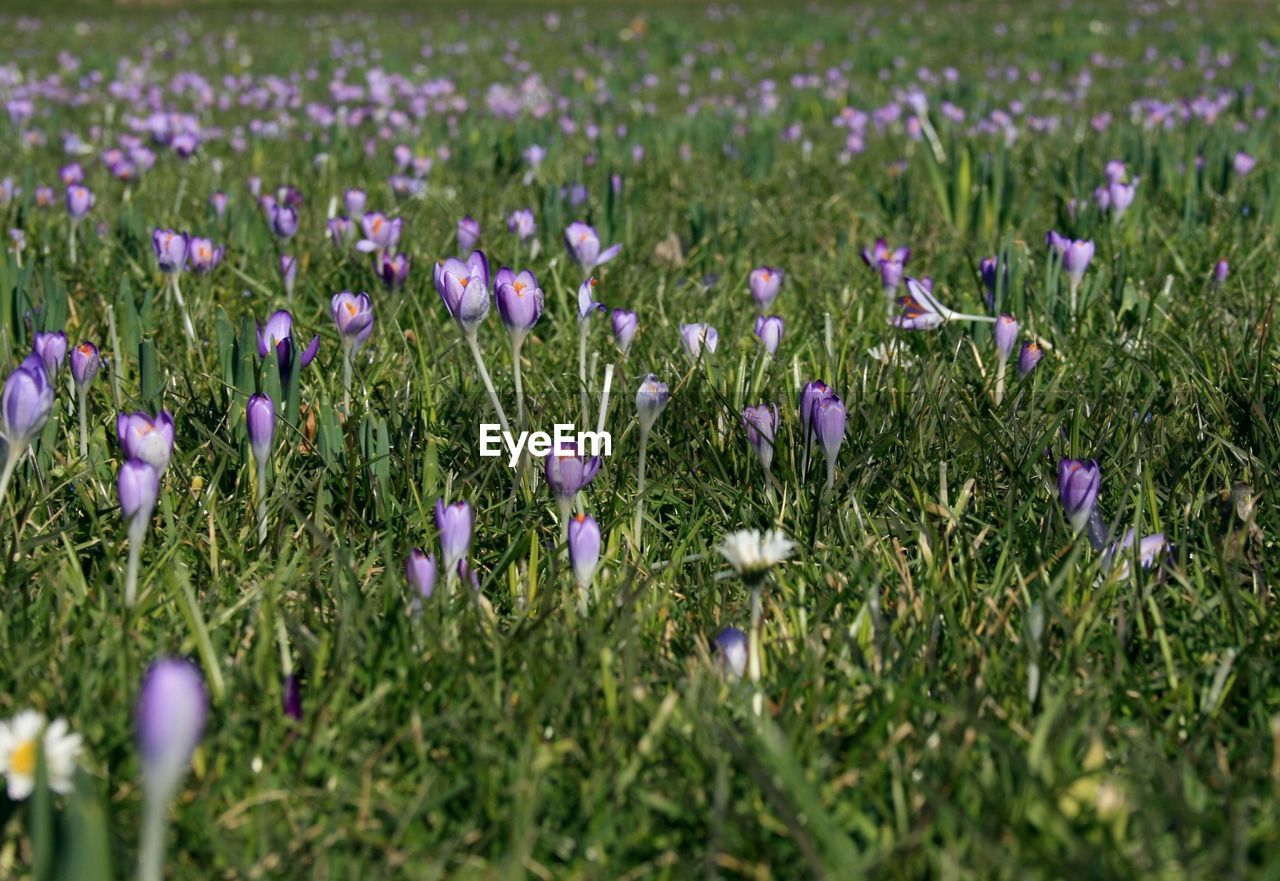 Close-up of purple crocus flowers on field