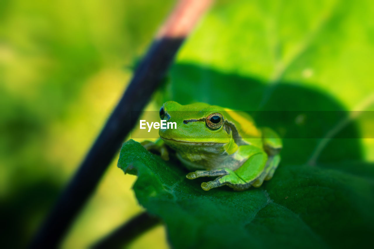 CLOSE-UP OF FROG ON GREEN LEAF