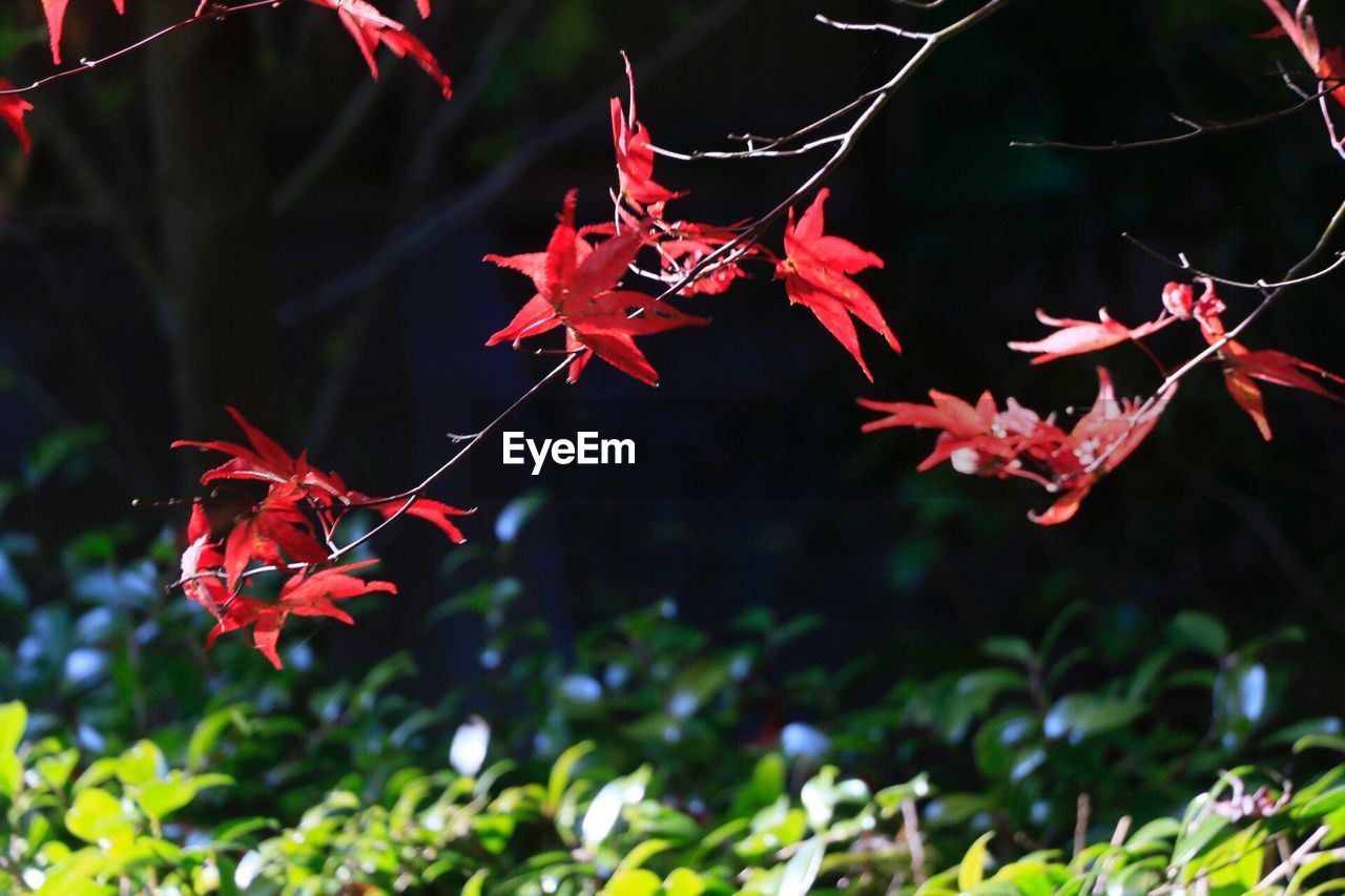 CLOSE-UP OF MAPLE LEAVES ON PLANT