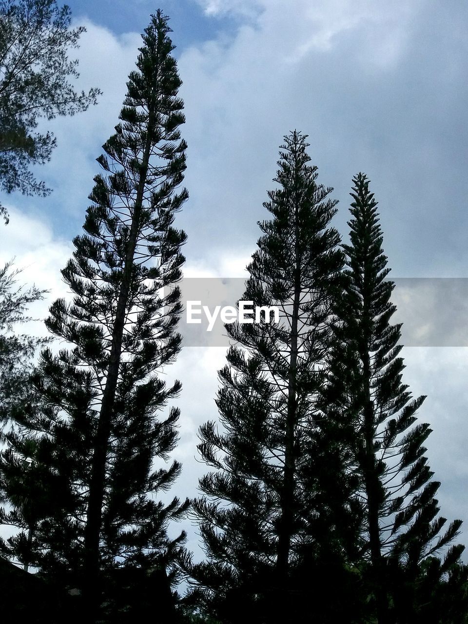 LOW ANGLE VIEW OF TREE AGAINST CLOUDY SKY