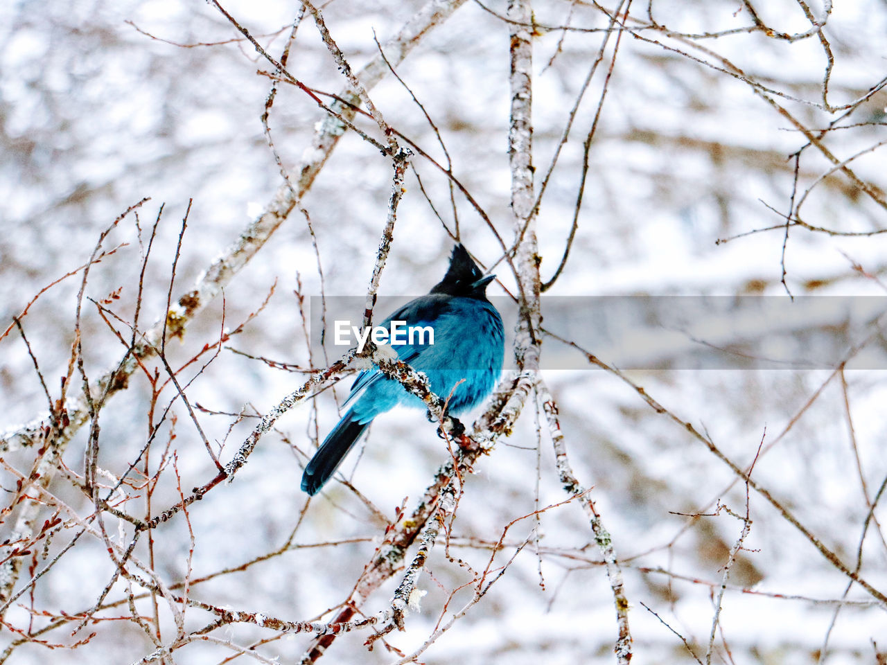 winter, bird, branch, tree, animal, animal themes, animal wildlife, nature, wildlife, plant, twig, one animal, beauty in nature, spring, no people, blue, snow, perching, bare tree, outdoors, flower, focus on foreground, frost, day, cold temperature