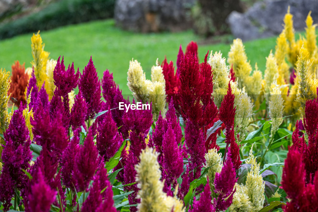 Close-up of fresh purple flowers in field