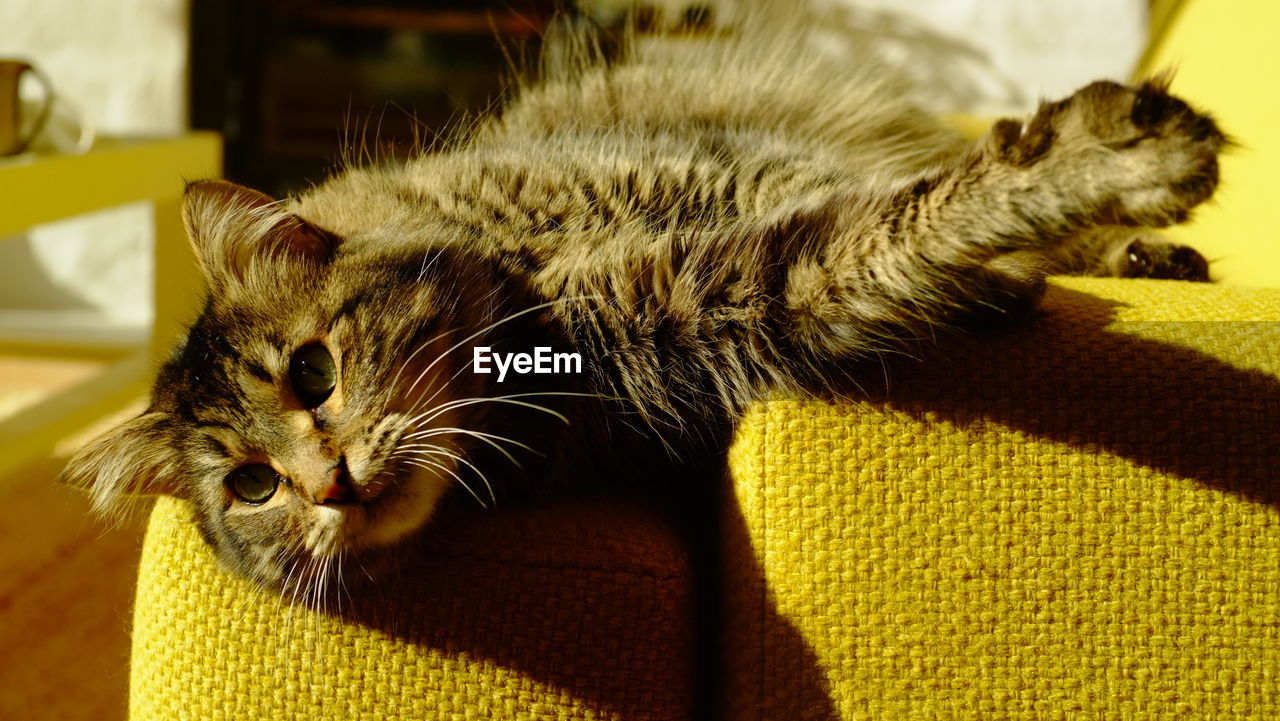 CLOSE-UP PORTRAIT OF A CAT LYING ON A HOME