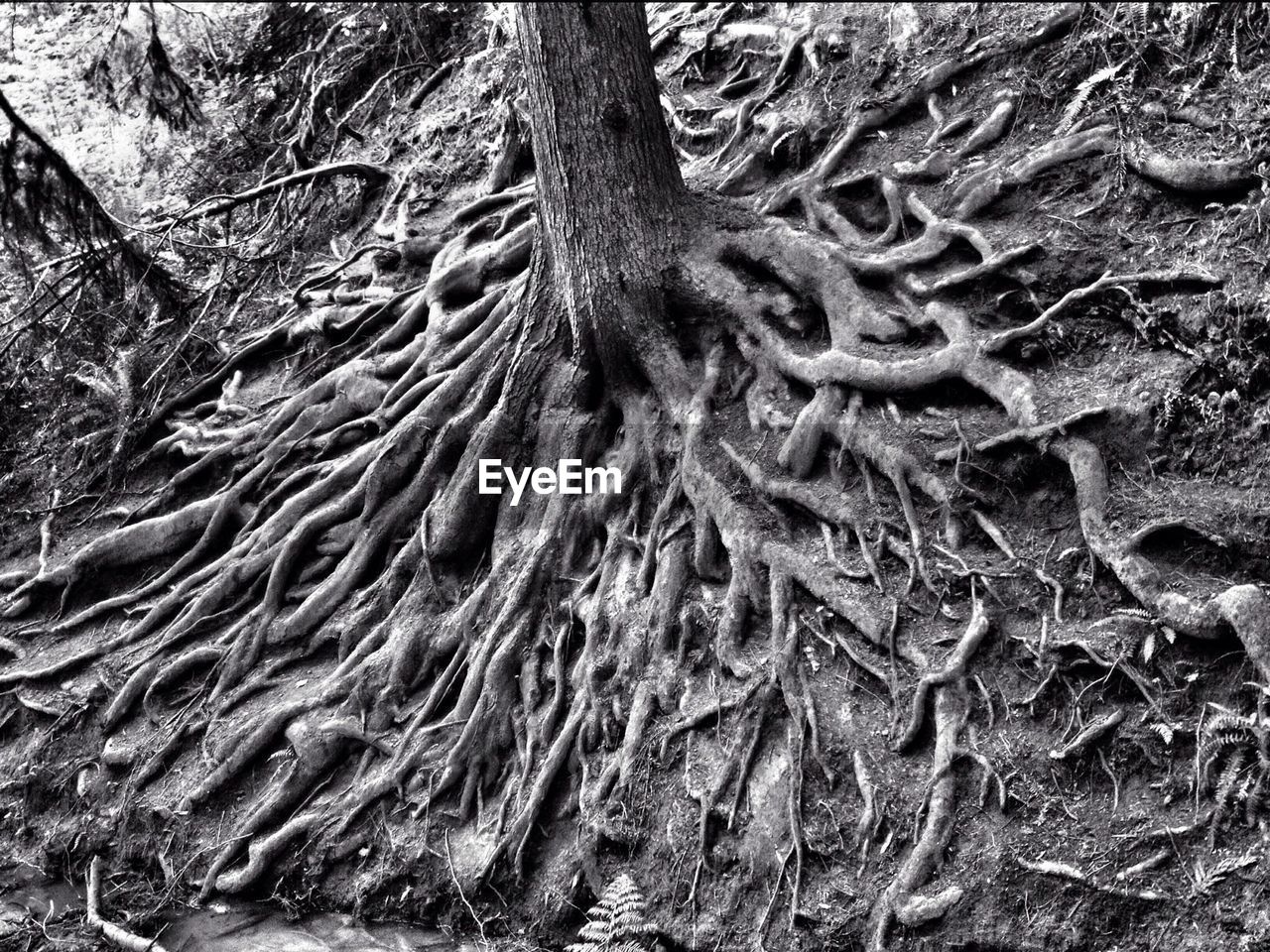 Close up of the roots of a tree