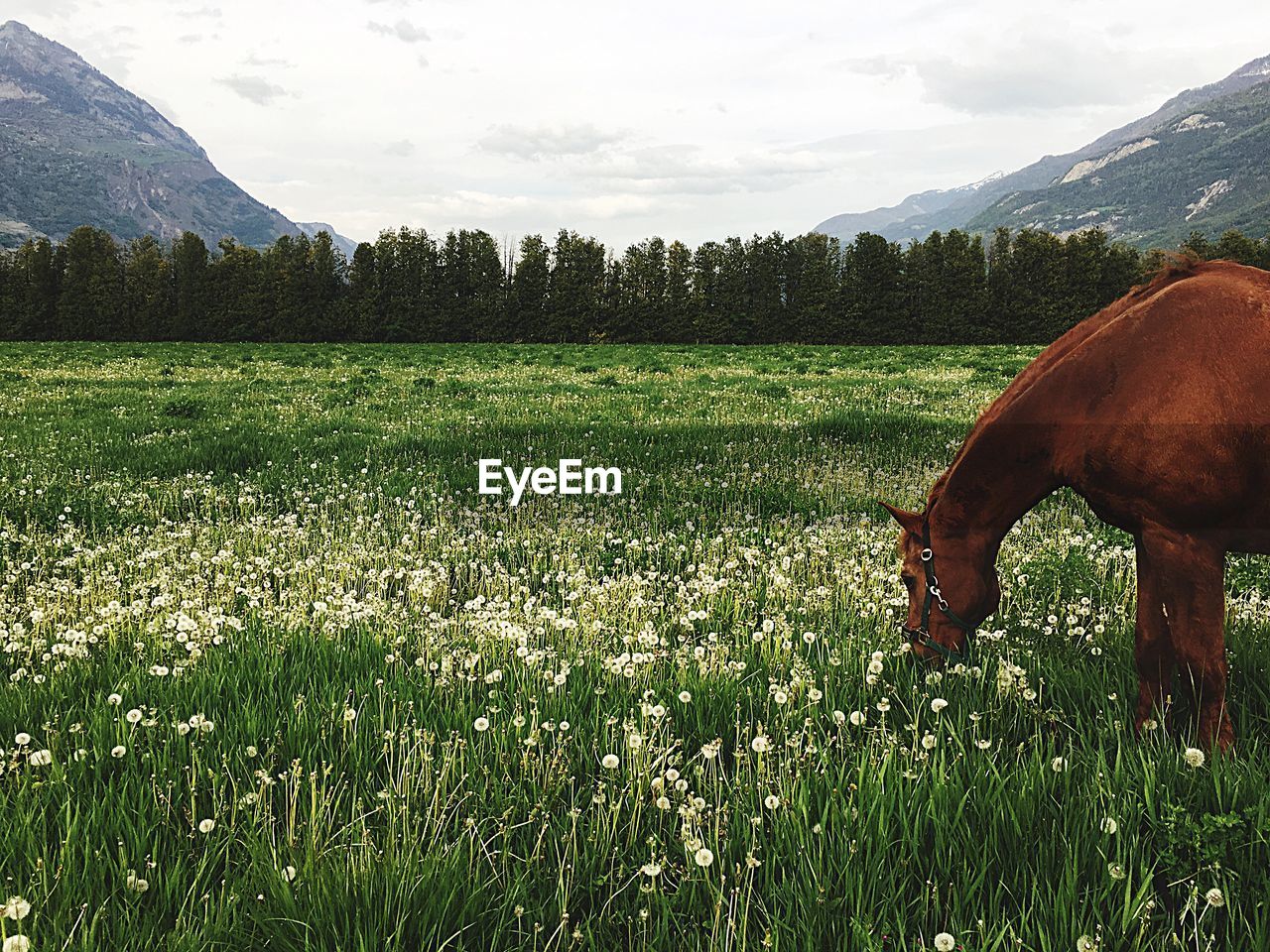 Scenic view of field against sky with horse