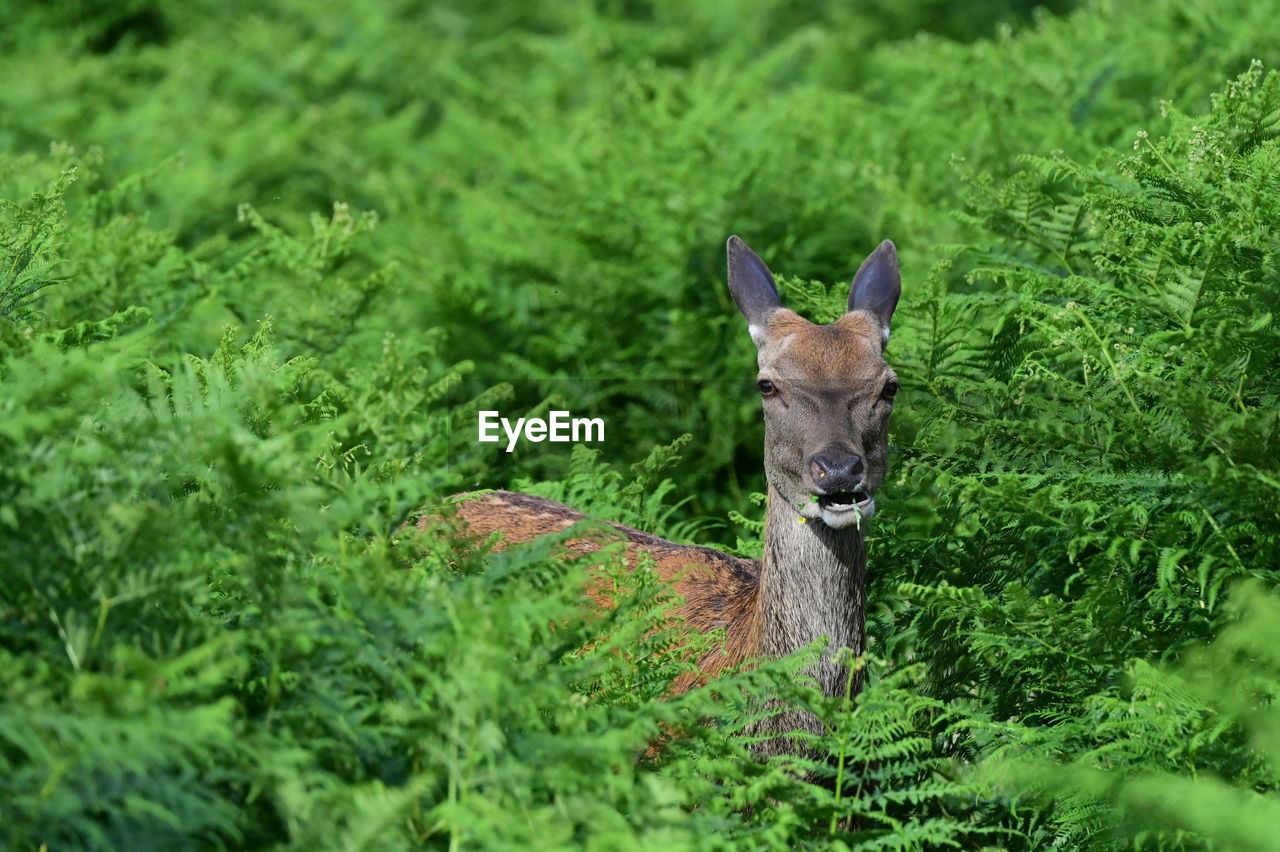 animal, animal themes, one animal, animal wildlife, wildlife, mammal, green, plant, deer, nature, no people, grass, portrait, domestic animals, day, outdoors, land, tree, meadow, looking at camera, beauty in nature, forest, selective focus, animal body part, growth