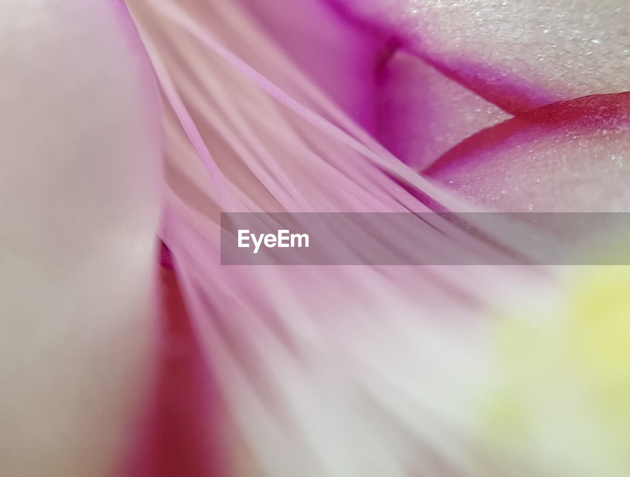 FULL FRAME SHOT OF PINK FLOWER PETAL