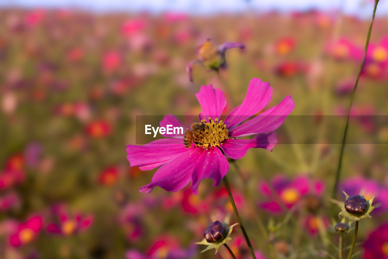 Close-up of purple cosmos flowering plants on field