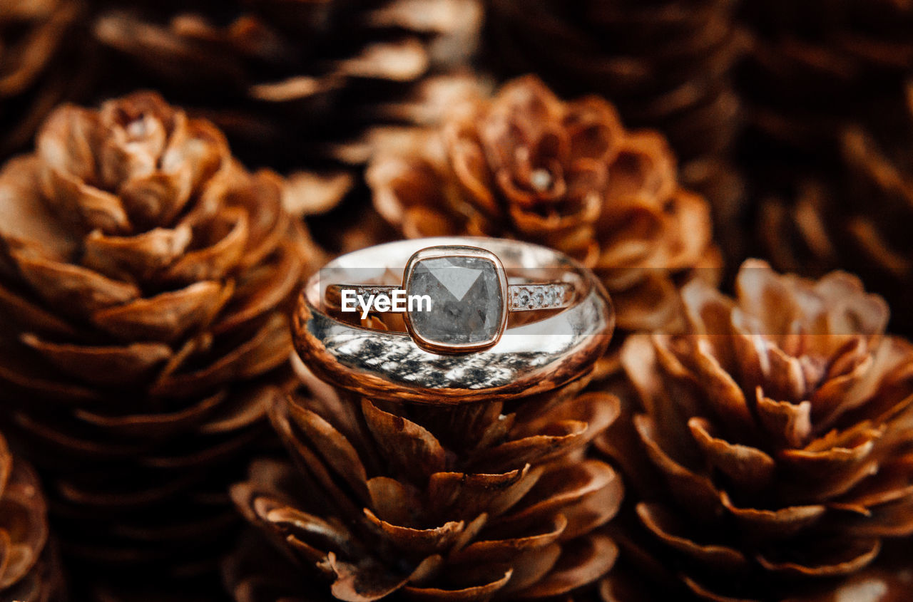 Close-up of wedding rings on pine cone