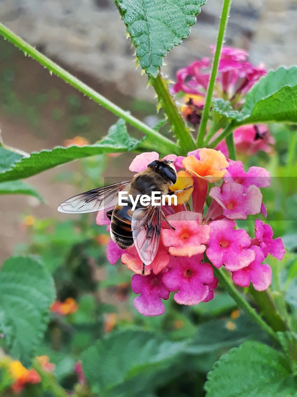 CLOSE-UP OF BUTTERFLY POLLINATING ON FLOWER