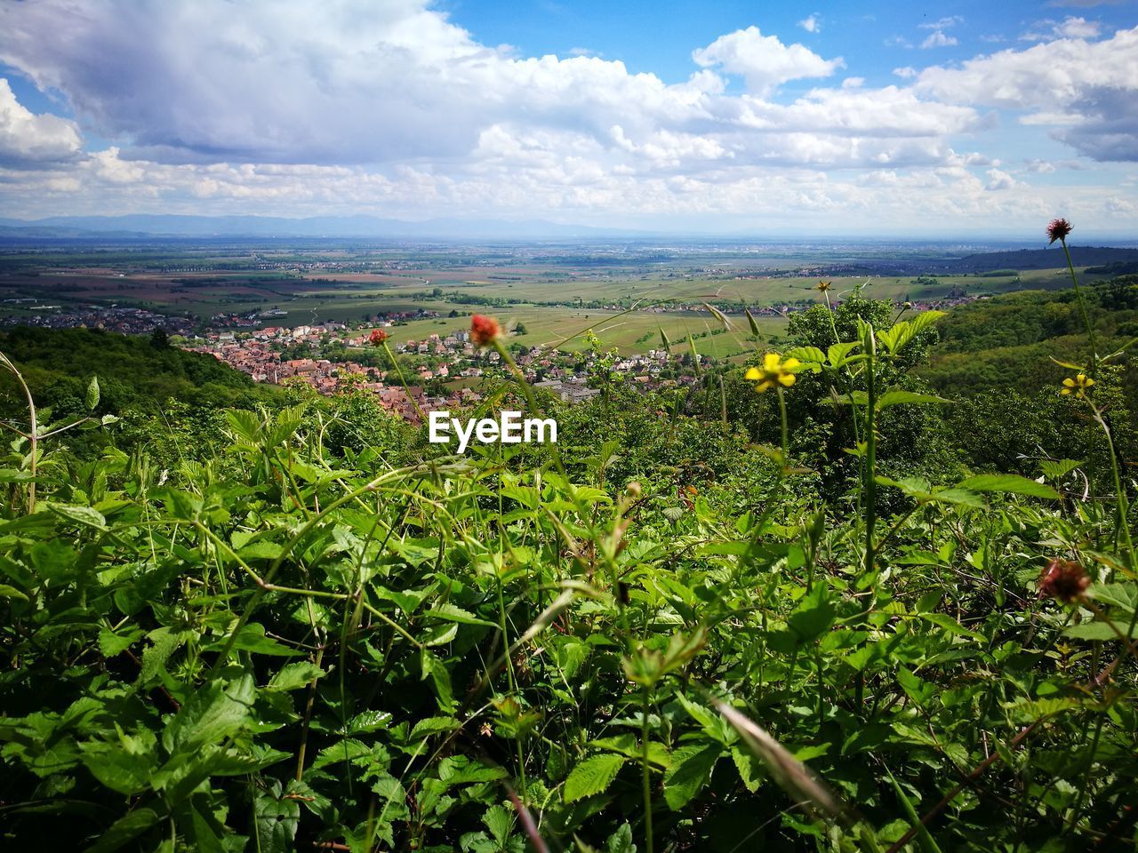 SCENIC VIEW OF SEA AND PLANTS AGAINST SKY