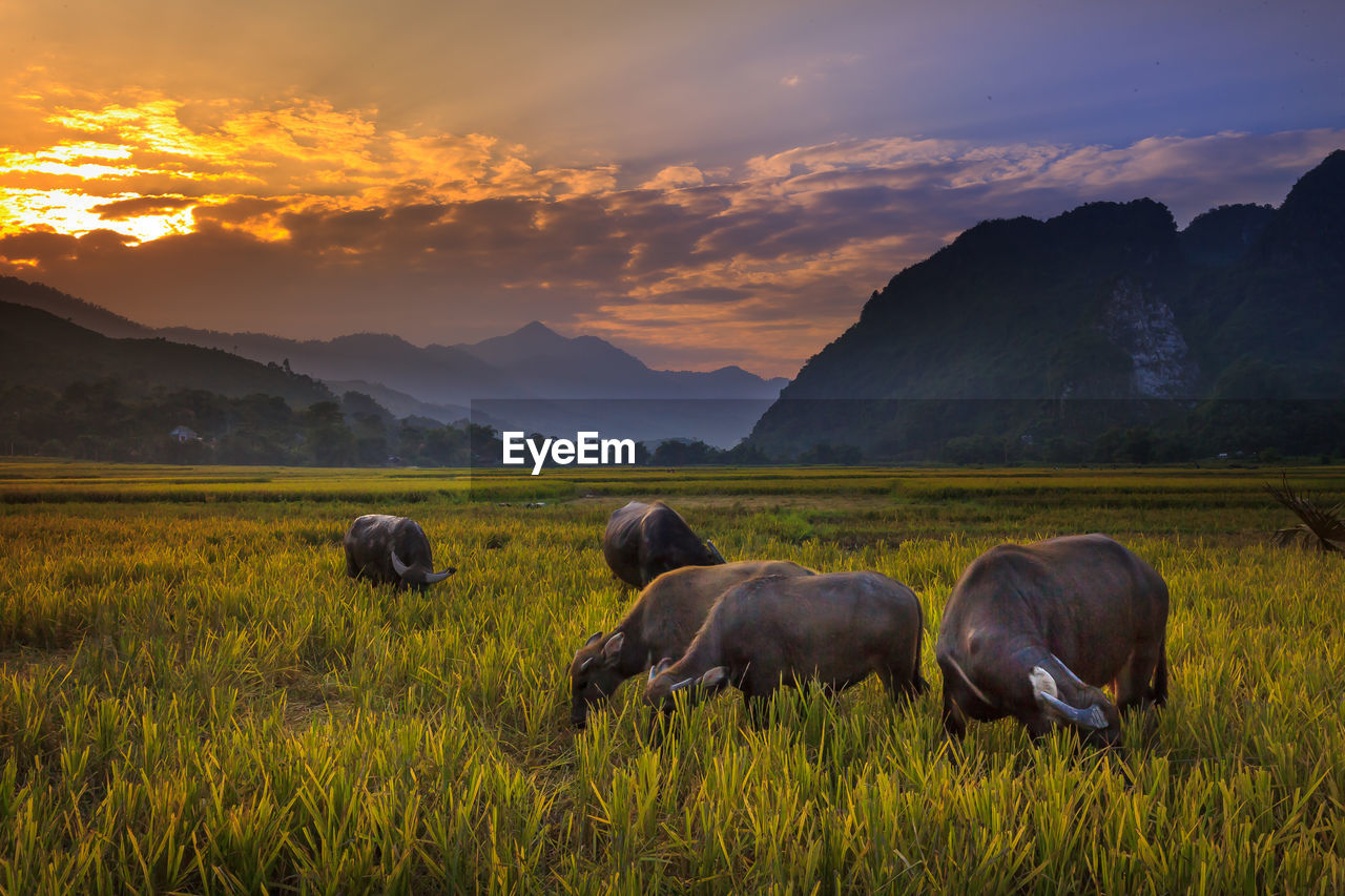 Cow grazing on field against sky during sunset